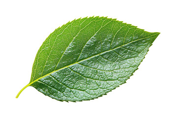 Leaf in detail of green leaf nature isolated on transparent background