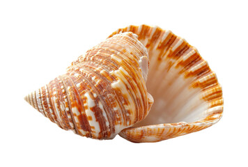 Collecting unique seashells at the beach coastal nature isolated on transparent background