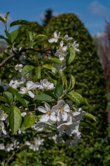 Vreden im Münsterland zur Frühlingszeit