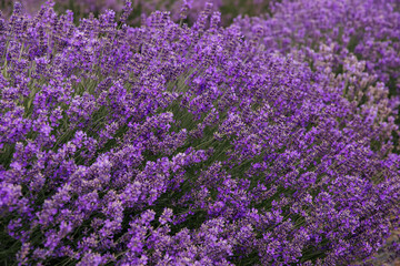 A close-up view of lavender flowers growing in the countryside. Ontario, Canada.	