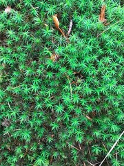 green moss on the tree