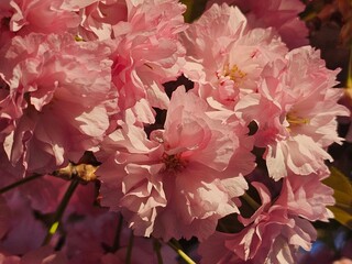 pink cherry blossom