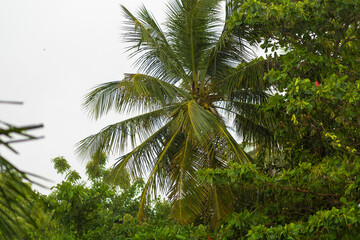 Lush tropical greenery featuring a tall palm tree and vibrant foliage in a coastal setting during a cloudy day