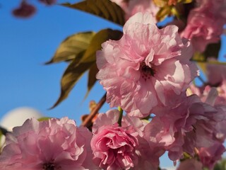 pink cherry blossom