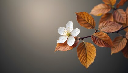 White flower blossom with brown leaves autumn nature photography background wallpaper desktop image free