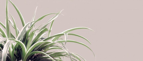 Fresh green spider plant with white stripes in a pot against a muted background creating a serene and natural atmosphere for home decor and plant lovers