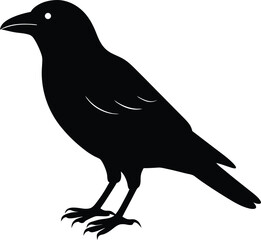 crow on a white background