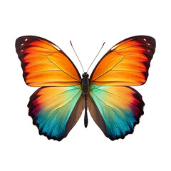 Fototapeta premium Vibrant Butterfly Wings Close-up Against PNG and transparent background