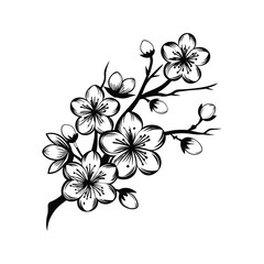 Cherry tree blooming branch with detailed flowers silhouette isolated on white background