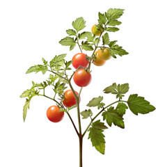 A branch of a tomato plant featuring ripe red and green tomatoes with lush green leaves.