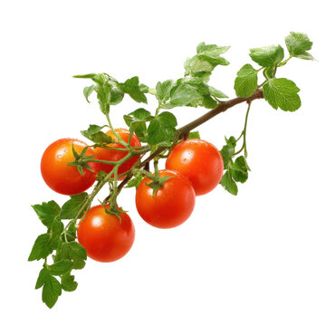 A branch with ripe red tomatoes and vibrant green leaves.