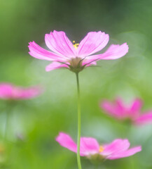 Fototapeta premium delicate pink cosmos flower