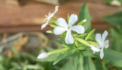 Soapwort flower