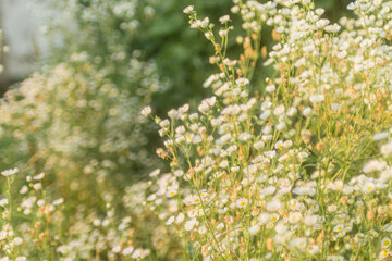 small daisy flowers..
