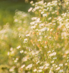 small daisy flowers..