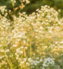 small daisy flowers..
