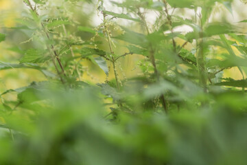 nettles in the garden