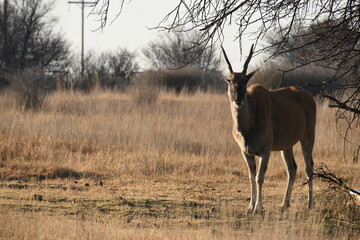 Eland Standing in a Dry Grass Field with Soft setting Sunlight