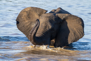 elephant in water