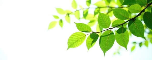 Fototapeta premium Branches with leaves isolated on white background, tree parts, greenery