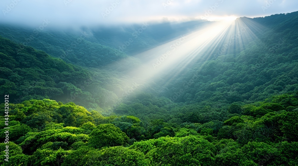 Poster the sun is shining through the trees, casting a warm glow on the forest floor. the light is bright a