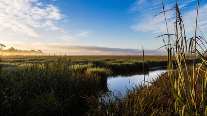 Sunlit Wetland Landscape with Low Vegetation at Sunrise