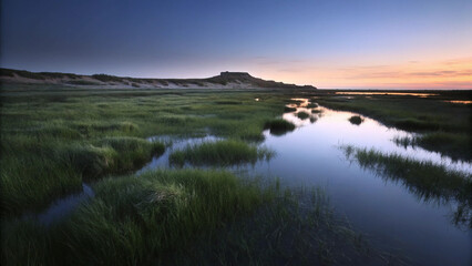 Fototapeta premium Sunlit Wetland Landscape with Low Vegetation at Sunrise