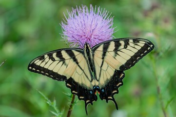 Beautiful Swallowtail Butterfly on Thisthe on a Summer Day,  Virginia