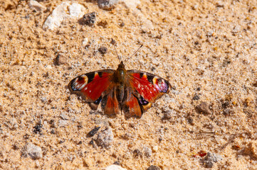European peacock butterfly close up on the ground