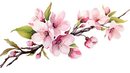 Obraz premium Watercolor painting of pink blossoms on a branch against a transparent background in a floral style png