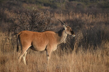 Naklejka premium Eland Standing in a Dry Grass Field with Soft setting Sunlight