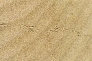 bird tracks on the sand
