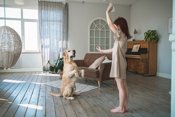 Happy child training adorable labrador retriever to balance on hind legs in cozy living room, strengthening bond through playful interaction and positive reinforcement