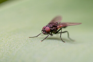 Insect macro