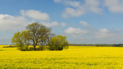 Rapsfeld