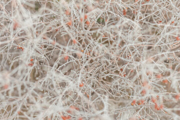 dry bush