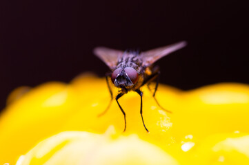 Insect macro