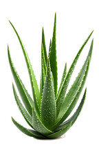 Vibrant Aloe Vera Plant in Pot, Perfect for Health & Wellness PNG and transparent background