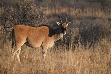 Eland Standing in a Dry Grass Field with Soft setting Sunlight