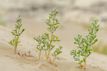 succulent plant on sand