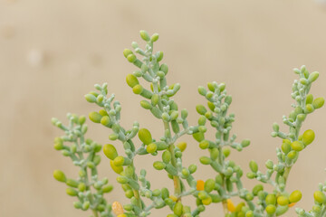 succulent plant on sand