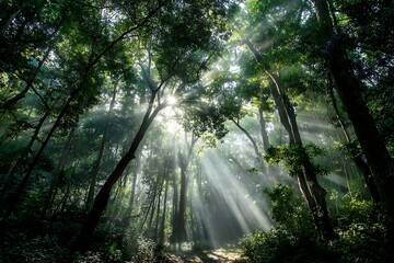 Obraz premium Dynamic sunbeams in green forest canopy bold artwork 