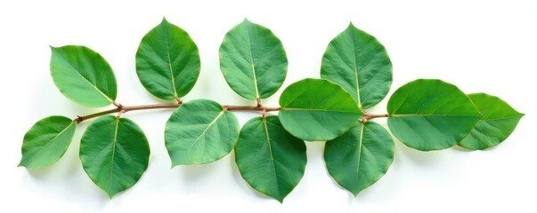 Fototapeta premium Isolated eucalyptus leaves with veins on white background, botany, detail