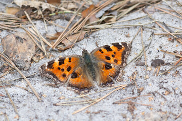 A large tortoiseshell butterfly Nymphalis polychloros