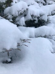 snow covered trees in winter