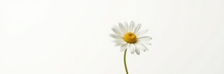 Single daisy in isolation with a stark white background, flora, simple