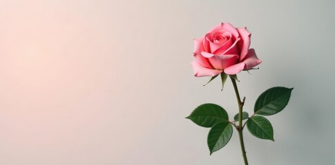 Naklejka premium Single rose in elegant pose on a plain background, symmetrical shape, full bloom, blooming roses, , flower