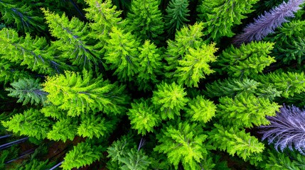 Obraz premium Aerial view of a dense evergreen forest, with lush green foliage forming a symmetrical pattern