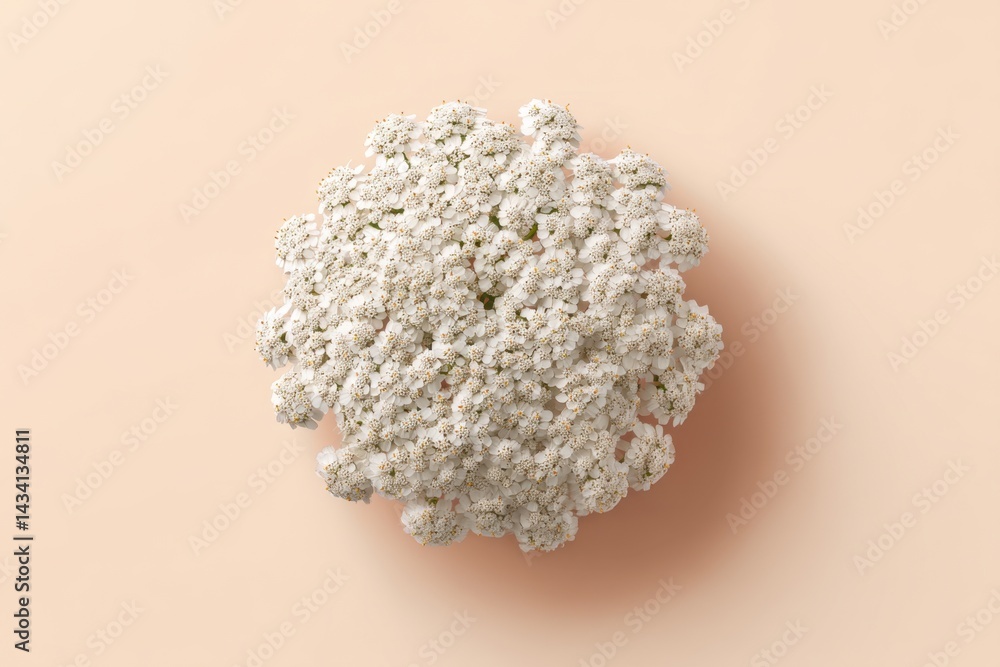 Poster delicate queen anne's lace flower head on a soft peach backdrop creating a serene and minimalist bot