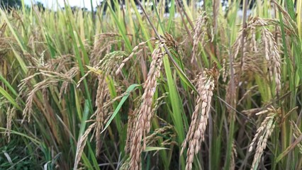 Golden rice paddy field ready for harvest under bright sky, showcasing ripe yellow stalks and panoramic rural Asian landscape rich in agriculture and food production